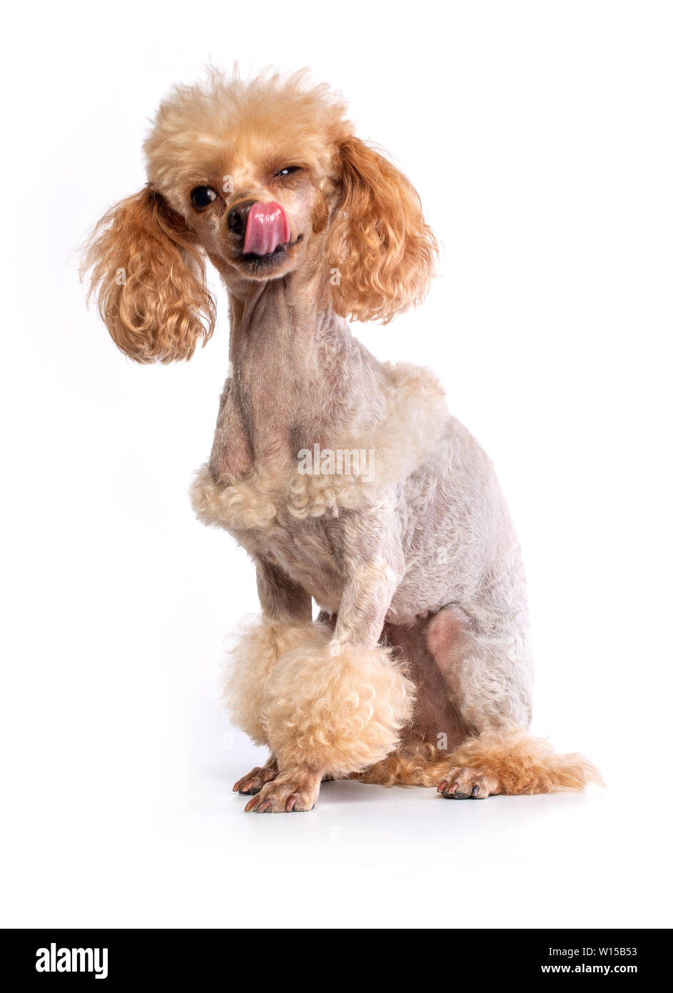 Groomed Toy Poodle posing on white background Stock Photo - Alamy