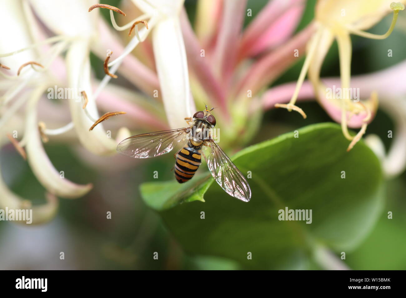 Various insects from Germany in high resolution and scanned with macro ...