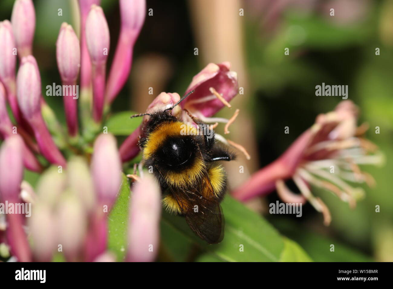 Various insects from Germany in high resolution and scanned with macro ...