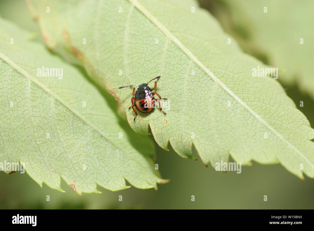 Insects In Germany Various insects from Germany in high resolution and scanned with macro ...