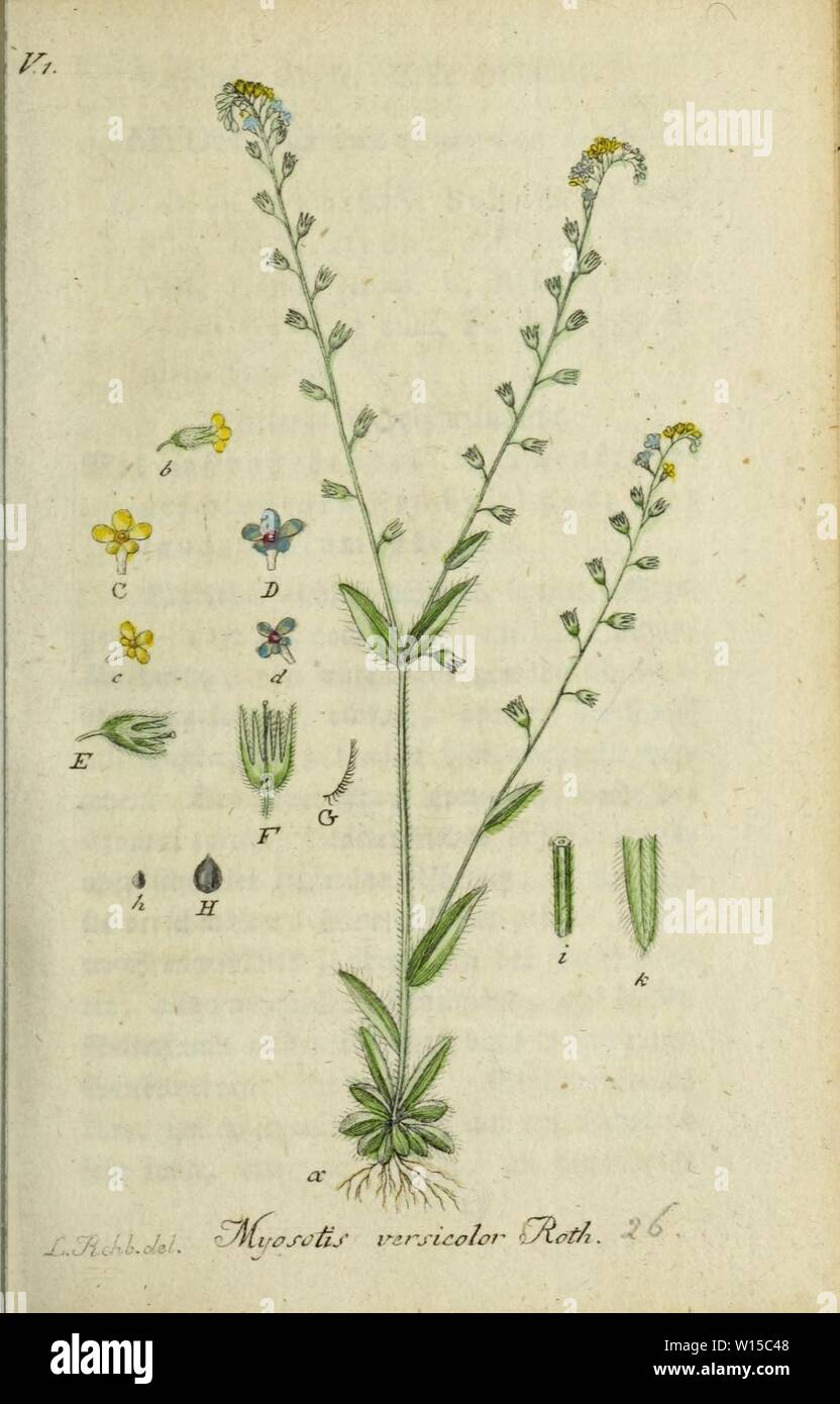 Archive image from page 136 of Deutschlands flora in abbildungen nach