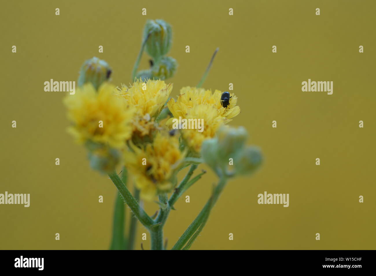 Insects In Germany Various insects from Germany in high resolution and scanned with macro ...