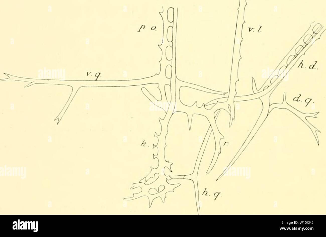 Archive image from page 137 of Deutsche Südpolar-Expedition, 1901-1903, im Auftrage. Deutsche Südpolar-Expedition, 1901-1903, im Auftrage des Reichsamtes des Innern . deutschesdpola1401deut Year: 1913  108 Deutsche Siidpoliir-Kxjiedition. der Spitze des Kegels — dies konnte in den Präparaten nicht konstatiert werden. Auf der Dorsal- Seite scheint eine entsprechende, doch bedeutend kleinere Erhebung vorhanden zu sein, von Stäben, die von der Basis der hinteren Lateralstäbe hervorgehen, gestützt. Der Verlauf der Wimperschnur ist sehr charakteristisch. Der hintere Quersaum ist stark gebuchtet; an Stock Photo