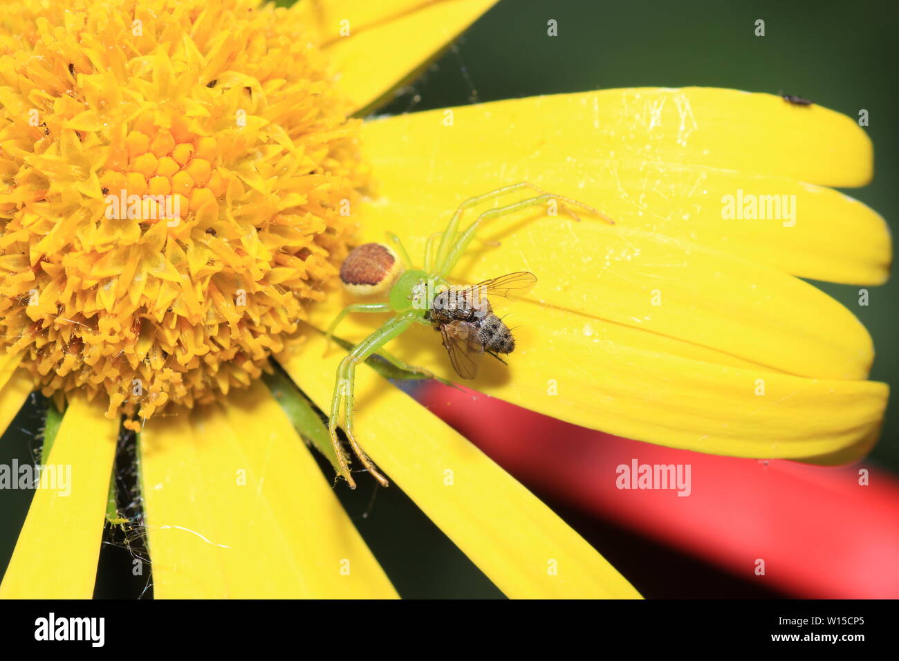 Various insects from Germany in high resolution and scanned with macro ...