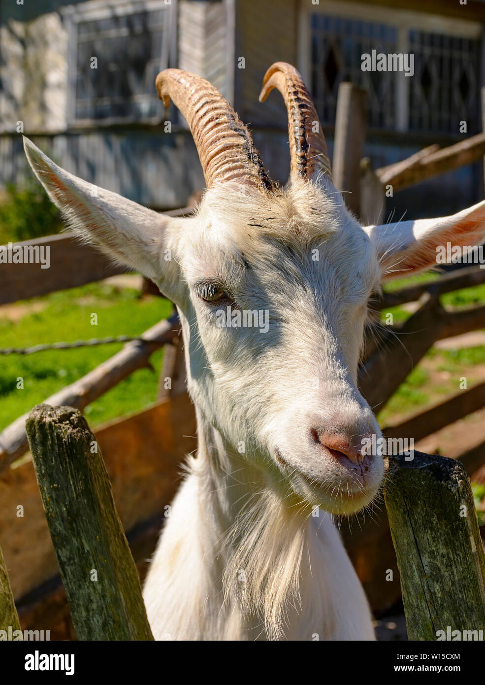 White milk goats in a pen near the barn. Goats and goats Stock Photo