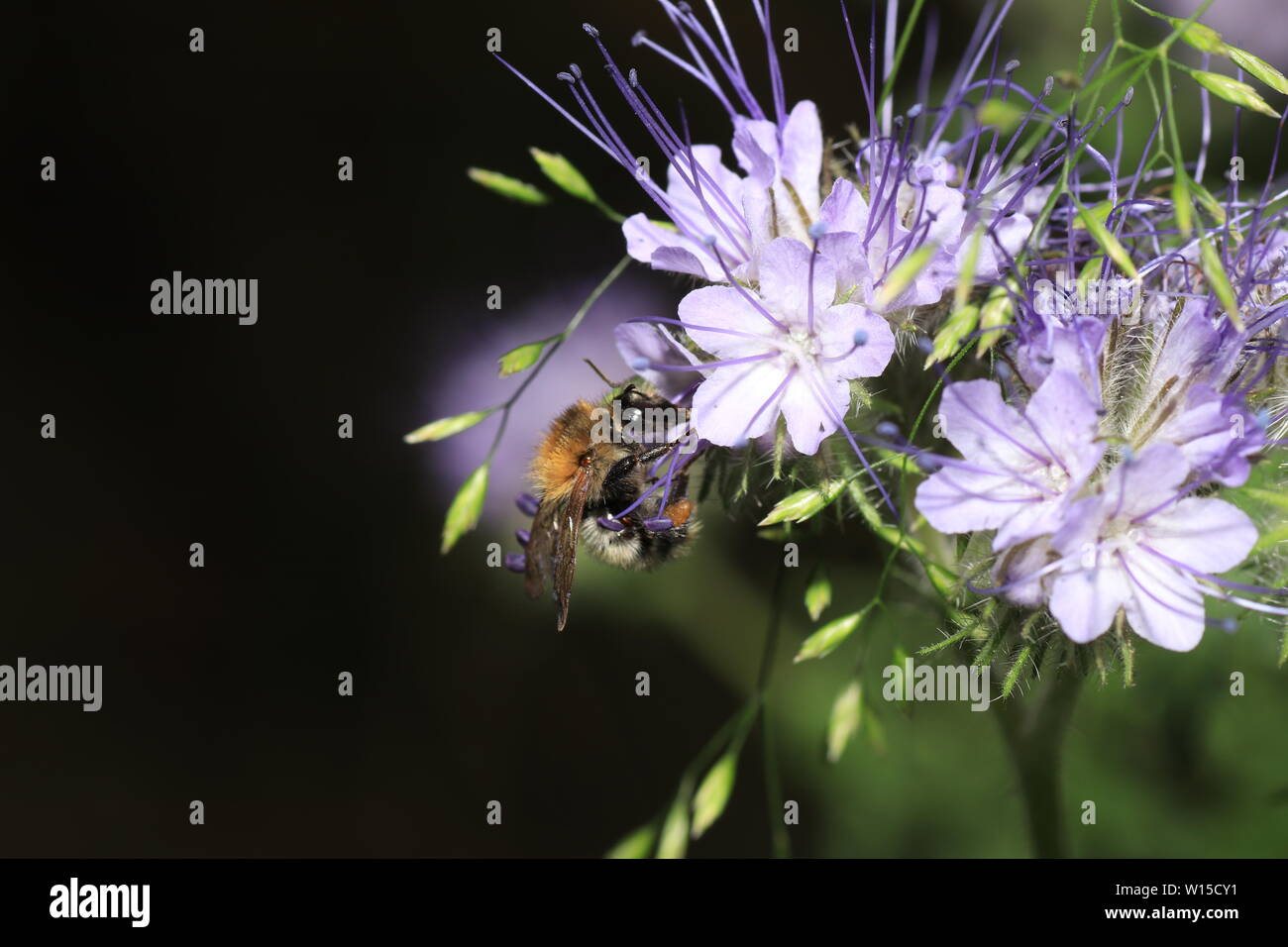 Various insects from Germany in high resolution and scanned with macro ...