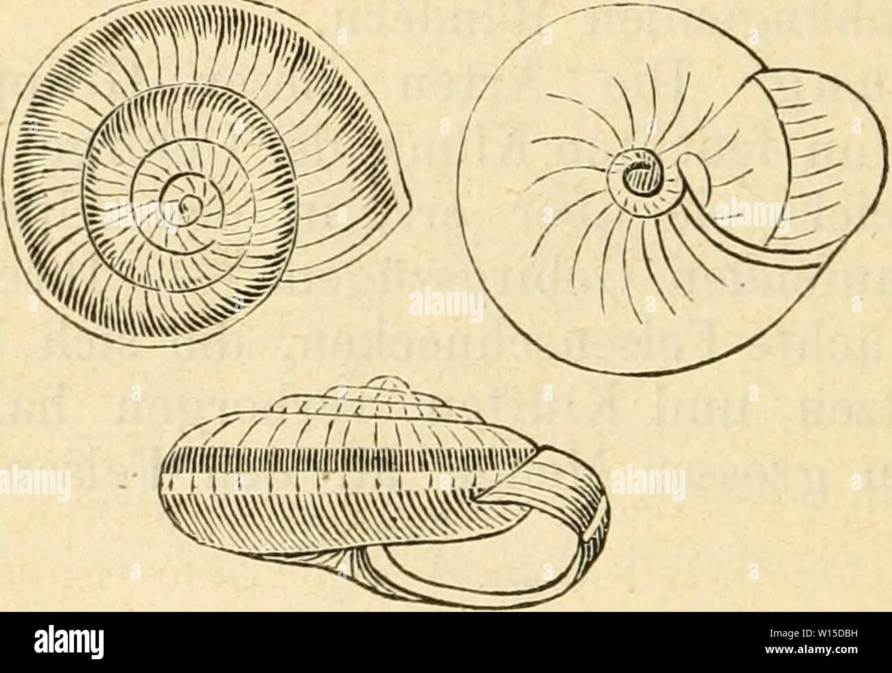Archive image from page 139 of Deutsche excursions-mollusken-fauna (1876). Deutsche excursions-mollusken-fauna . deutscheexcursio00cles Year: 1876  134 1. Ca mpylaea ichthyomma, Held. IMix ichthyomma, Held, Isis 1837 p. 303. ' — — Stabile, Moll. terr. viv. du Piemont 1862 p. 62. Heliec cornea, v. Voith in Sturm. Fauna VI. 4. Heft t. 16. Thier: gelblichgrau bis bläulichgrau, Kopf und Kücken flunkler; Augenträger sehr schlank. Gehäuse: scheibenförmig, niedergedrückt, fein gestreift, sehr glänzend, dünnschalig, durchsichtig, horngelb, mit einem braunrothen Bande, unter welchem ein weisslicher Gür Stock Photo