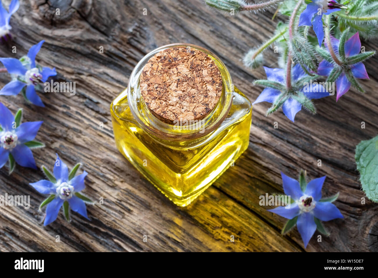 A bottle of borage oil with fresh blooming plant on a table Stock Photo