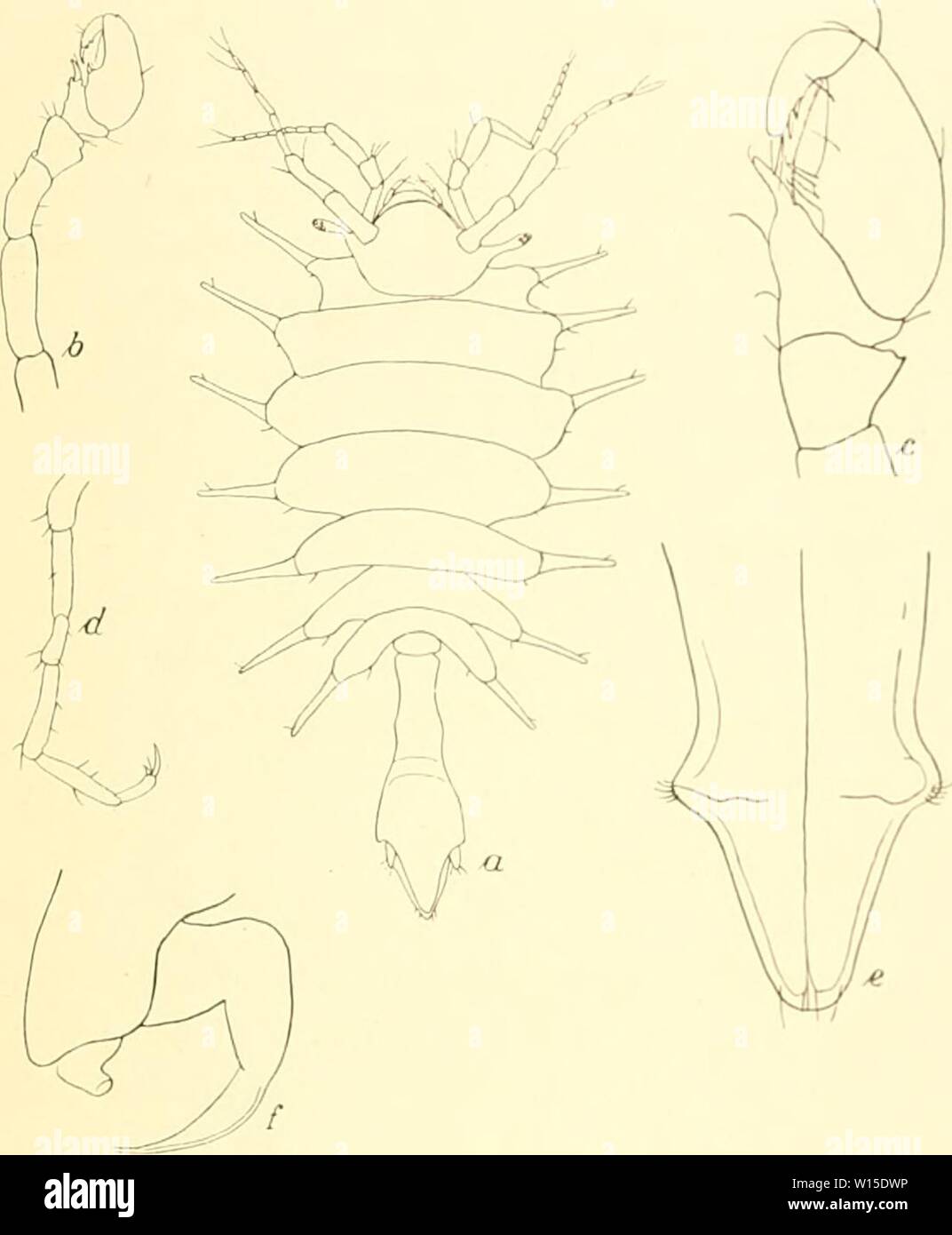 Archive image from page 140 of Die Isopoden der Deutschen Sdpolar-Expedition,. Die Isopoden der Deutschen Sdpolar-Expedition, 1901-1903 . dieisopodenderde00vanh Year: 1914  Vanhöfken, Isopoden. 577 ecken dieses spießförmigen Organs und nur wenige Borsten an der Spitze desselben auf. Die zweiten Pleopoden des Männchens sind kurz mid tragen einen knieförniig gebogenen Anhang mit messer- förmig gekrümmter Spitze (Abb. 107/). Stock Photo