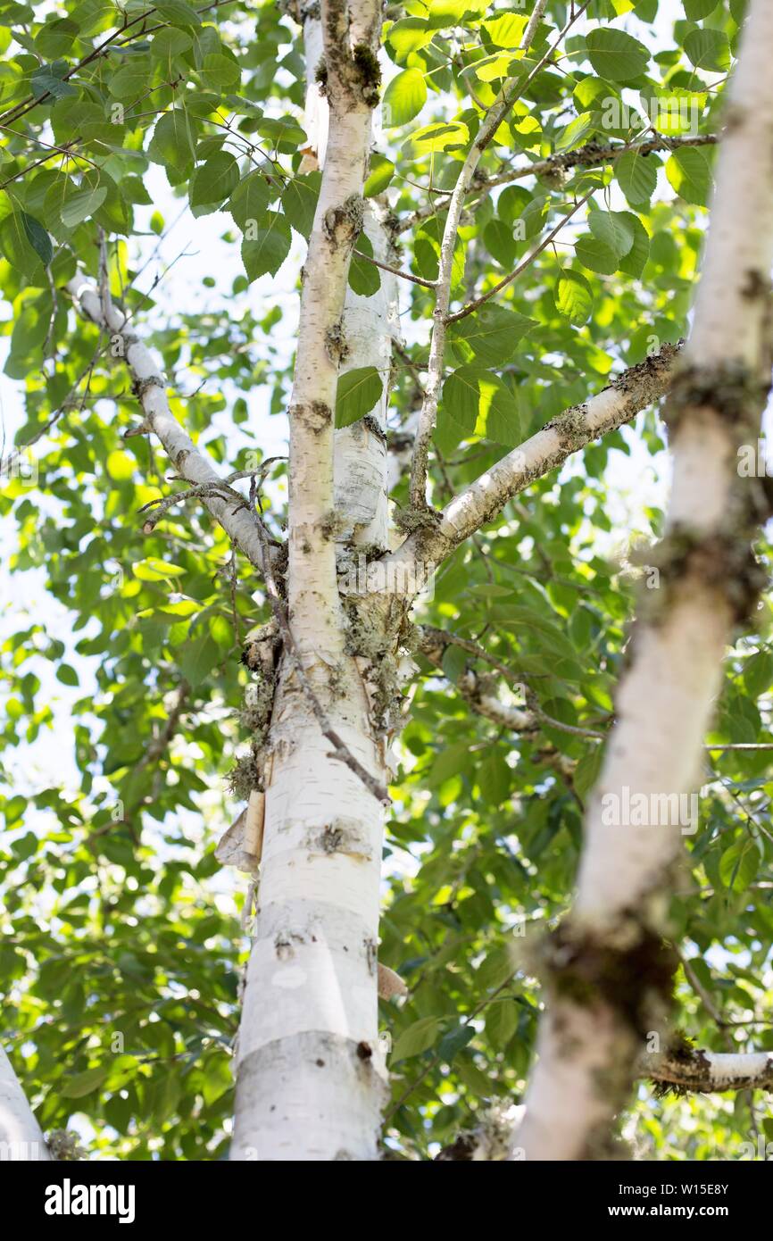 Betula utilis var. jacquemontii known as Himalayan birch tree. Stock Photo