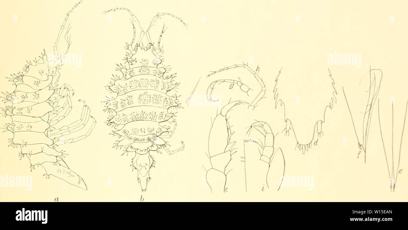 Archive image from page 142 of Die Isopoden der Deutschen Sdpolar-Expedition,. Die Isopoden der Deutschen Sdpolar-Expedition, 1901-1903 . dieisopodenderde00vanh Year: 1914  V'anhOffen, Isopoden. 579 Astrurus Hkddard. Munnide mit kurzen Fühlern, ohne Augen, mit dichtem Stachelbesatz auf demganzcn Körper, kurzen Beinen und verlängertem Abdomen, mit kurzen seitlichen Uropoden. IIS. Asirunis ornadis n. »p. (Al)l). 110 r/ /.) Die Gattung Astrurus ist nur durch den „Challenger' bekannt geworden, welcher die einzige von Beddard beschriebene Art, A. crtwicauda in 220 m Tiefe im Weihnachtshafen von Ker Stock Photo