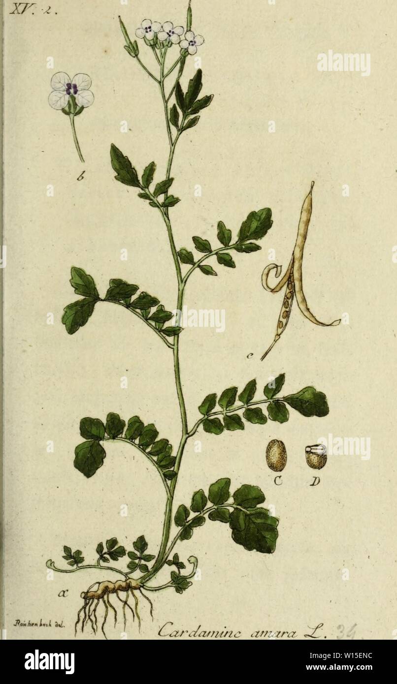 Archive image from page 144 of Deutschlands flora in abbildungen nach. Deutschlands flora in abbildungen nach der natur . deutschlandsflor1121stur Year: 1798 Stock Photo