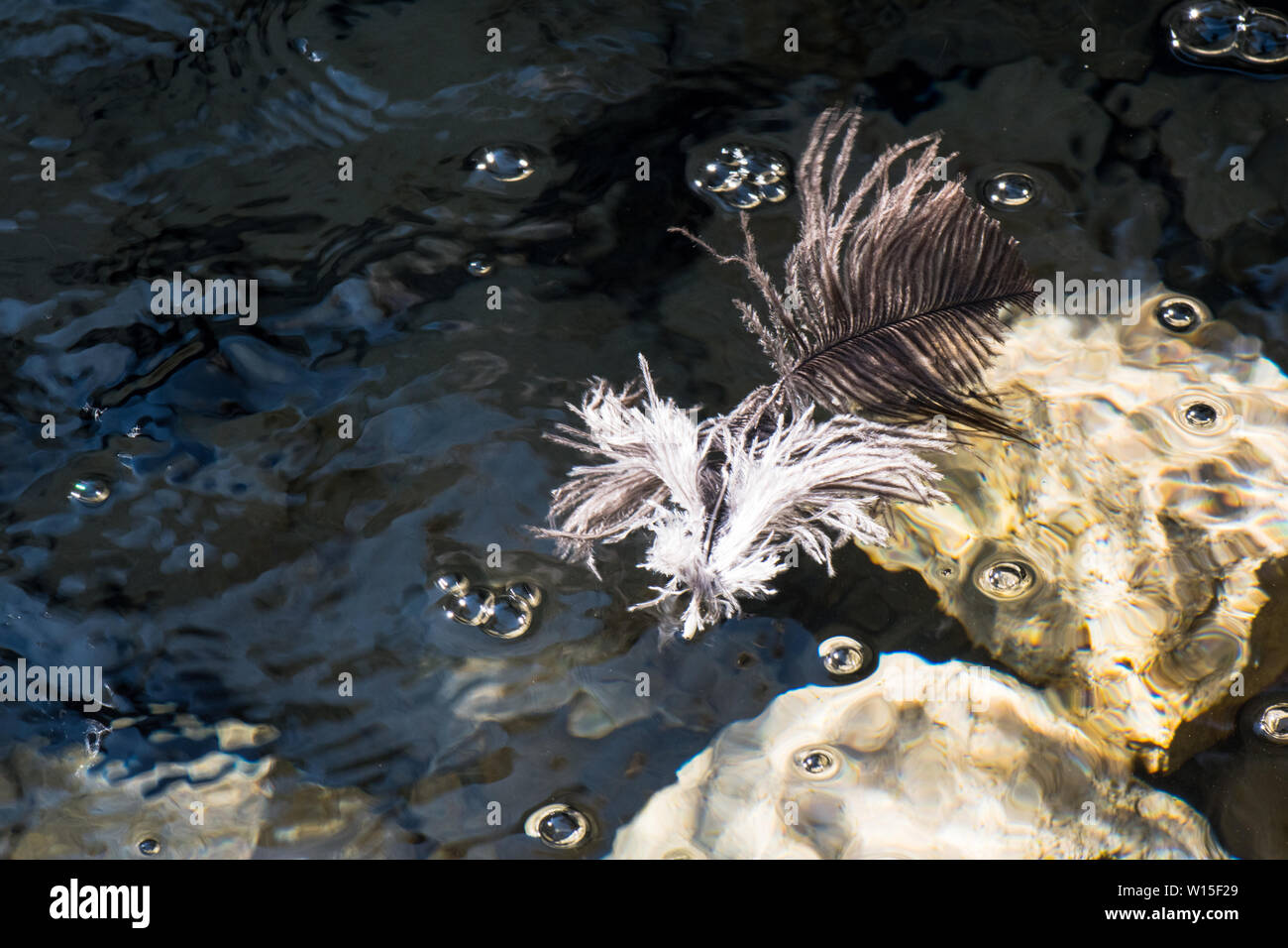 White and brown feathers  floating on crystal clear cool water with air bubbles rocks submerged under the water Stock Photo