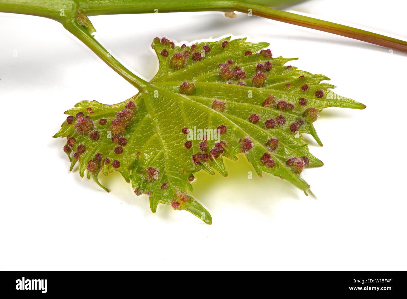 Grape phylloxera (Daktulosphaira vitifoliae) on the vine leaves. High