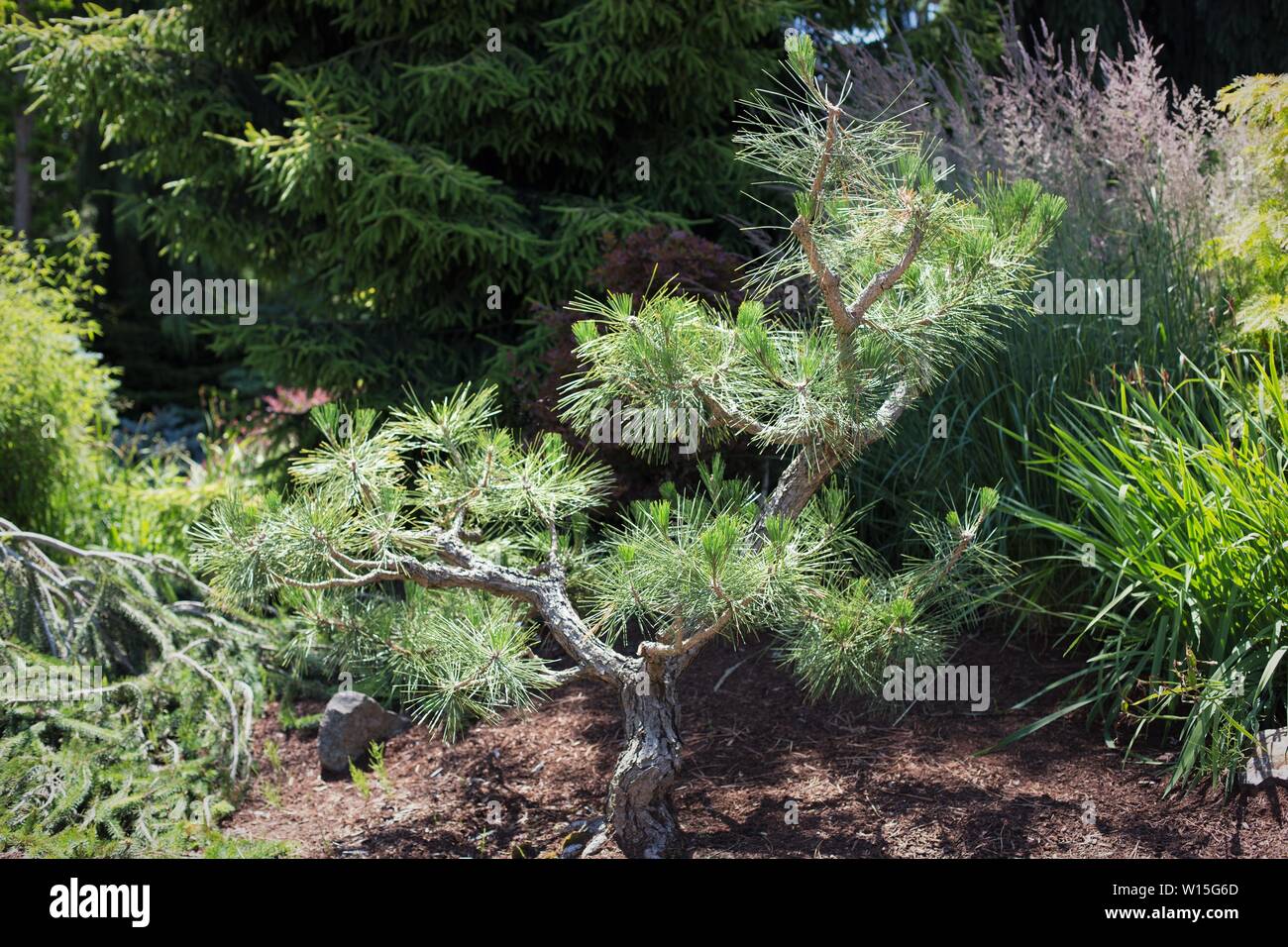 Pinus thunbergii, also called black pine tree. Stock Photo