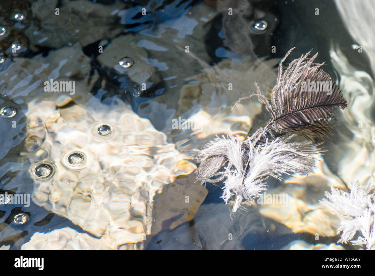 White and brown feathers  floating on crystal clear cool water with air bubbles rocks submerged under the water Stock Photo
