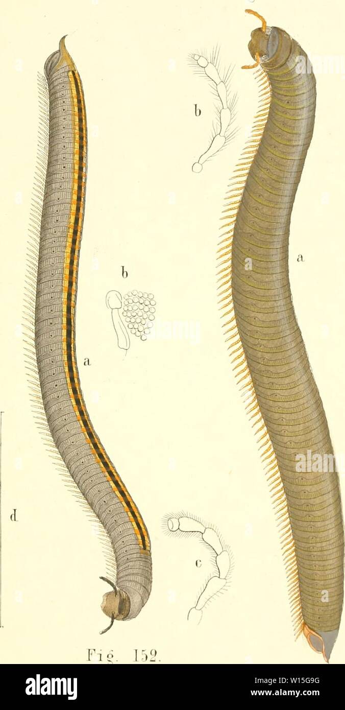 Archive image from page 148 of Die Myriapoden  getreu nach. Die Myriapoden : getreu nach der Natur abgebildet und beschrieben . diemyriapodenget12koch Year: 1863  Tab. Lm. Fl?. 151.    Tig. 152. Flg. 151. .lULUS RUBRJPKS.   152. bilini:atus. lith. Aliat. V. H. Sclencfc in 'Halle ''S Stock Photo