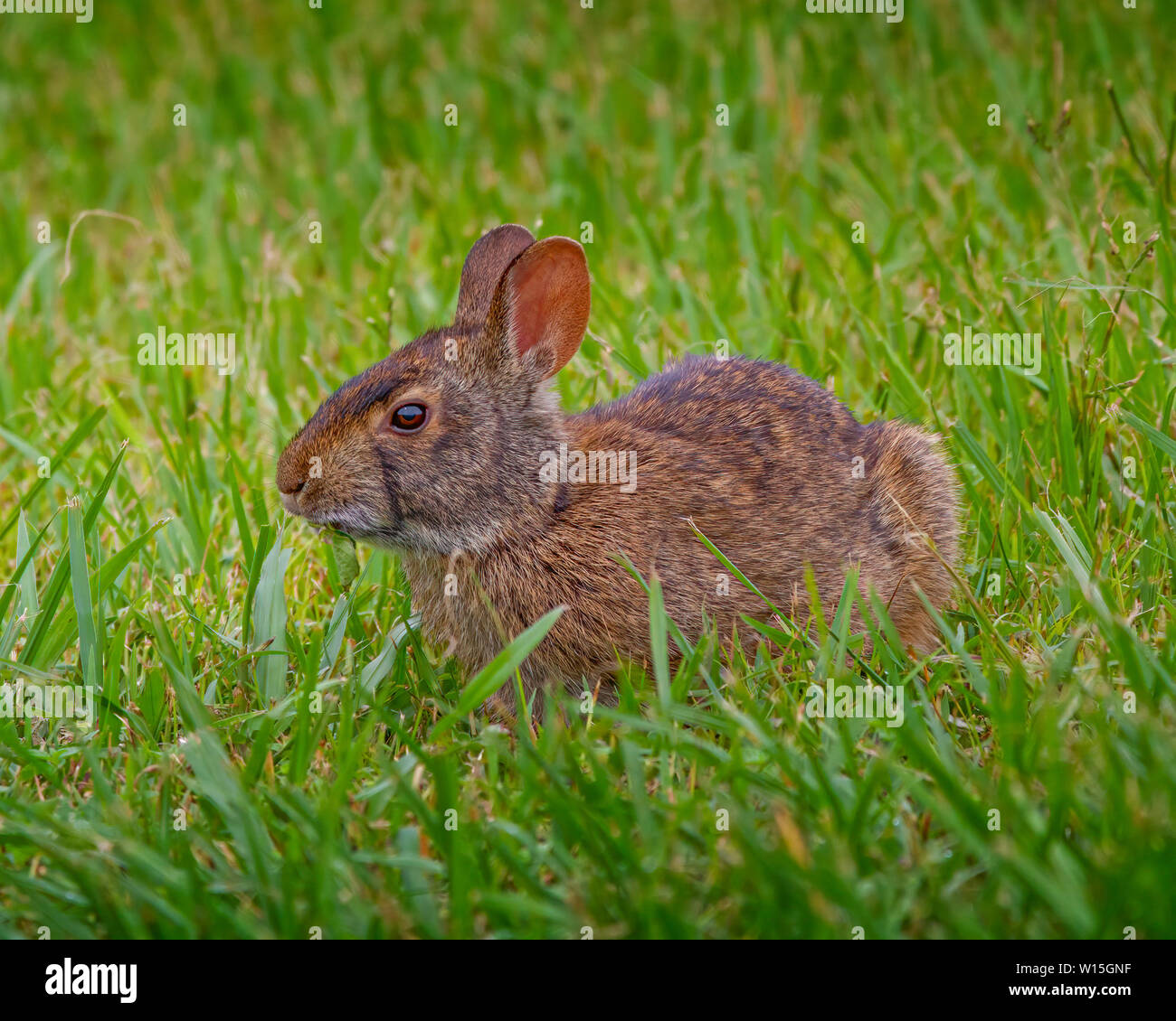A Marsh Rabbit munches on some grass in the Florida Everglades. Stock Photo