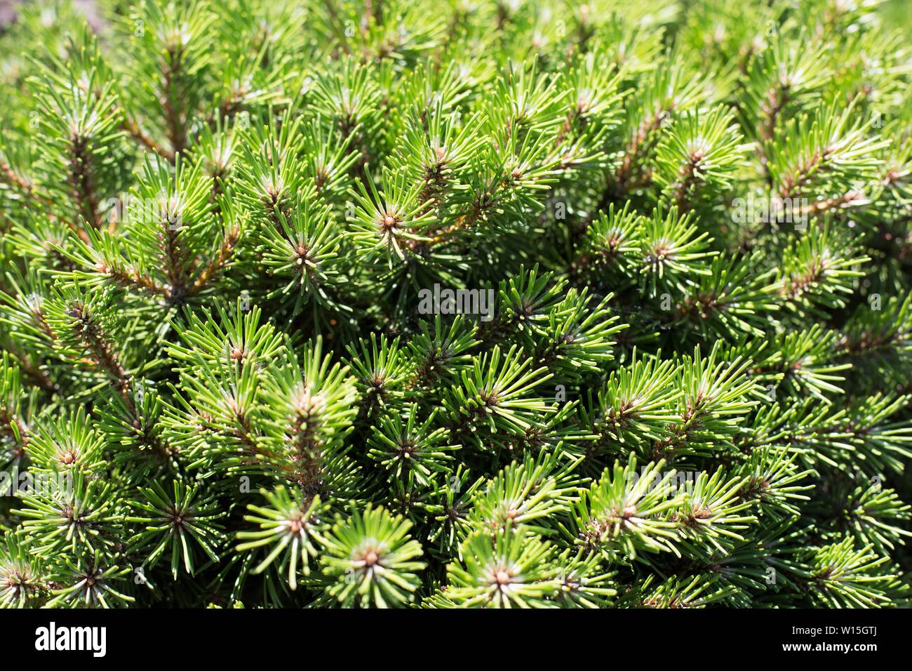 Pinus Mugo White Bud Dwarf Mugo Pine Tree Close Up Stock Photo Alamy