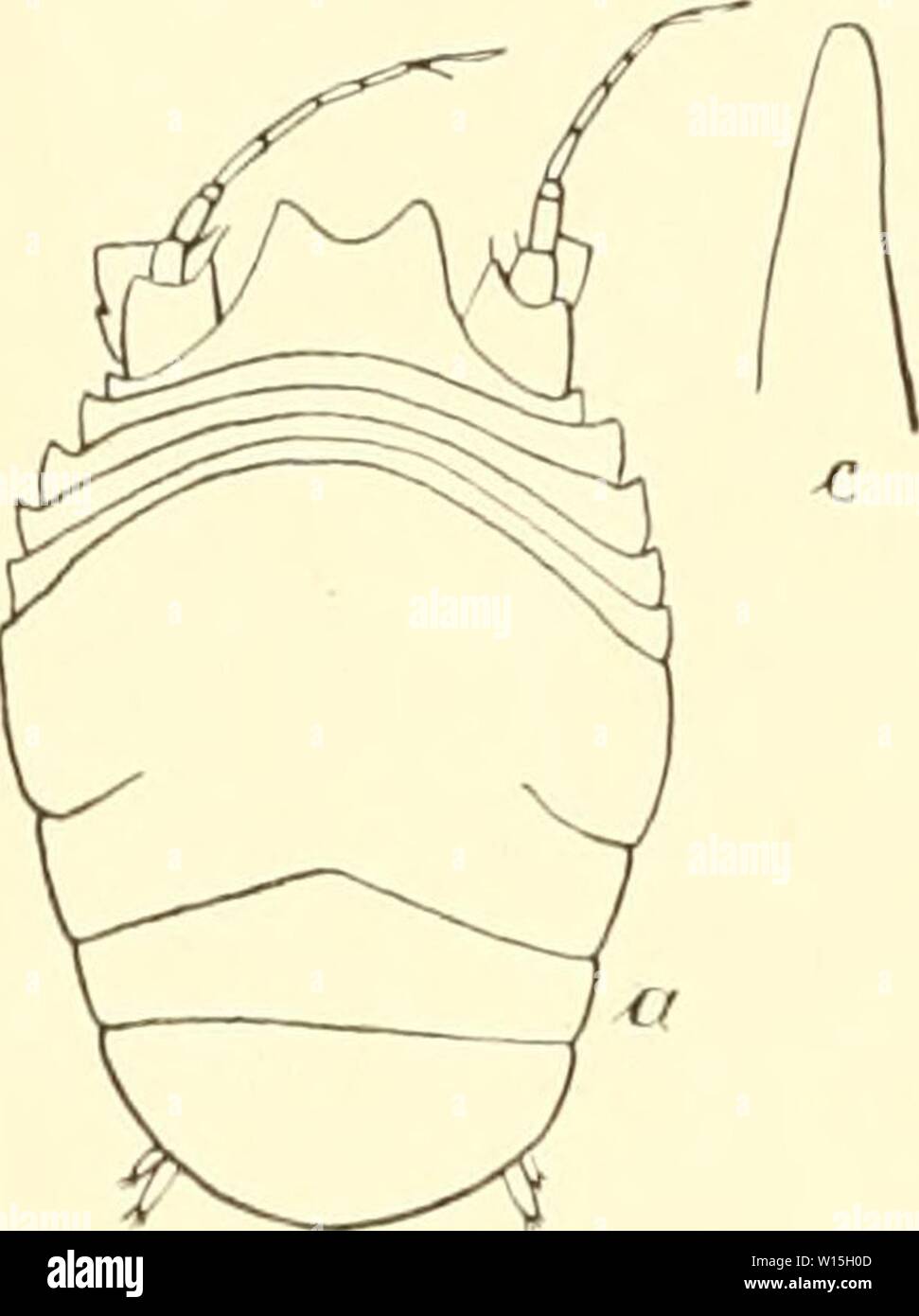 Archive image from page 151 of Die Isopoden der Deutschen Sdpolar-Expedition,. Die Isopoden der Deutschen Sdpolar-Expedition, 1901-1903 . dieisopodenderde00vanh Year: 1914  58S Deutsche Südpolar-Expeditioii. Außenast nur etwa ein Drittel so lang wie der Innenast ist (Abb. 118 6), und durch die eigenartige Form des Epignathen, der Seitenplatte des Maxillarfußes, welche abweichend von allen bekannten Arten oben eine deutlich abgesetzte Spitze hat (Abb. 118 c). 137. Eurjcope curta ii. s[i. (Abb. 119 a-c.) Eine in der Form mit Eurycope mnlis übereinstimmende kleine Eurycopc von 1,2 mm Länge wurde Stock Photo