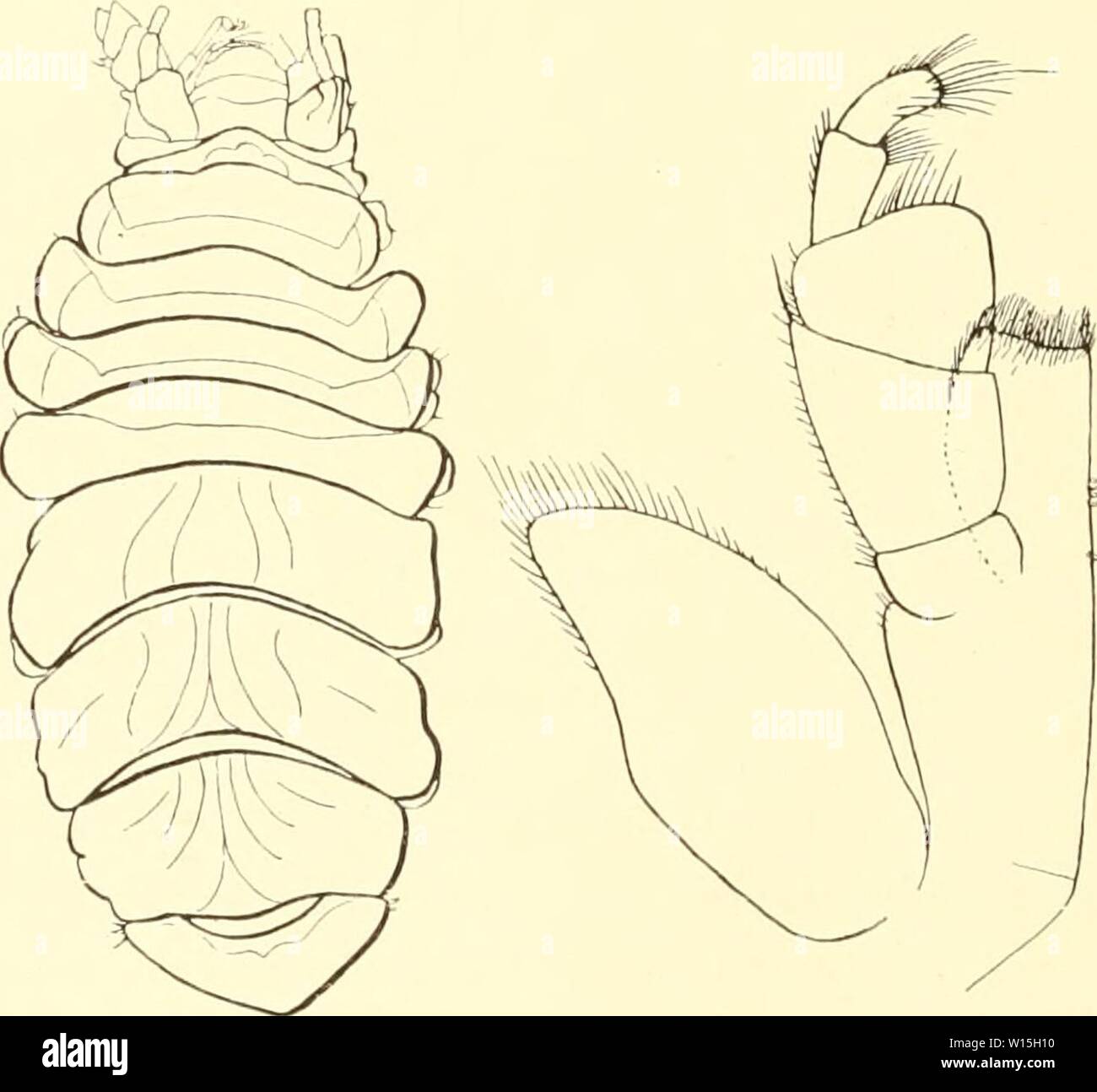 Archive image from page 151 of Die Isopoden der Deutschen Sdpolar-Expedition,. Die Isopoden der Deutschen Sdpolar-Expedition, 1901-1903 . dieisopodenderde00vanh Year: 1914  Abb. 119. Euri/cope curla 11. sp. a cJ- (X 33), h distalps Ende der ersten Pleopoden des .-5 (X 280), c Spitze des Epignathen vom Maxillarfuß (X 73).    Abb. 120. Eurycojic crnssa n. sp. a $ fx 9), J Maxillarfuß. 12.S. Euryeopo crassa n. sp. (Abi). 120 a, h.) Am 8. II. 1903 wurde bei der CJauss-Station in 350 m Tiefe ein Weibchen einer Eurycope gefunden (Abb. 120 a) von 8 mm Länge und 3,5 mm Breite, welche ich wegen des ged Stock Photo