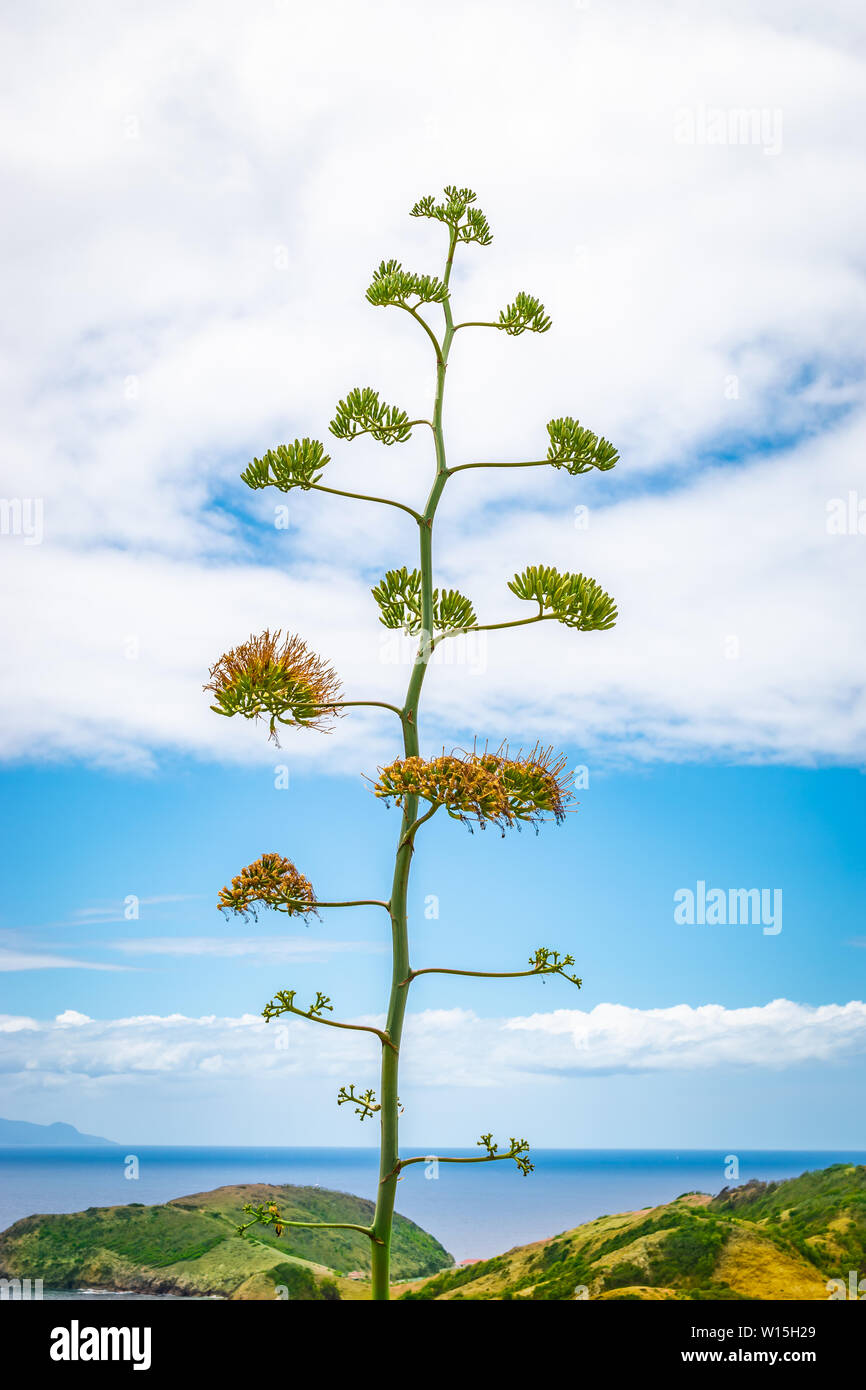 Flower of century plant, agave americana, American Aloe. Blooming plant along the coastline of Guadeloupe, Caribbean. Stock Photo