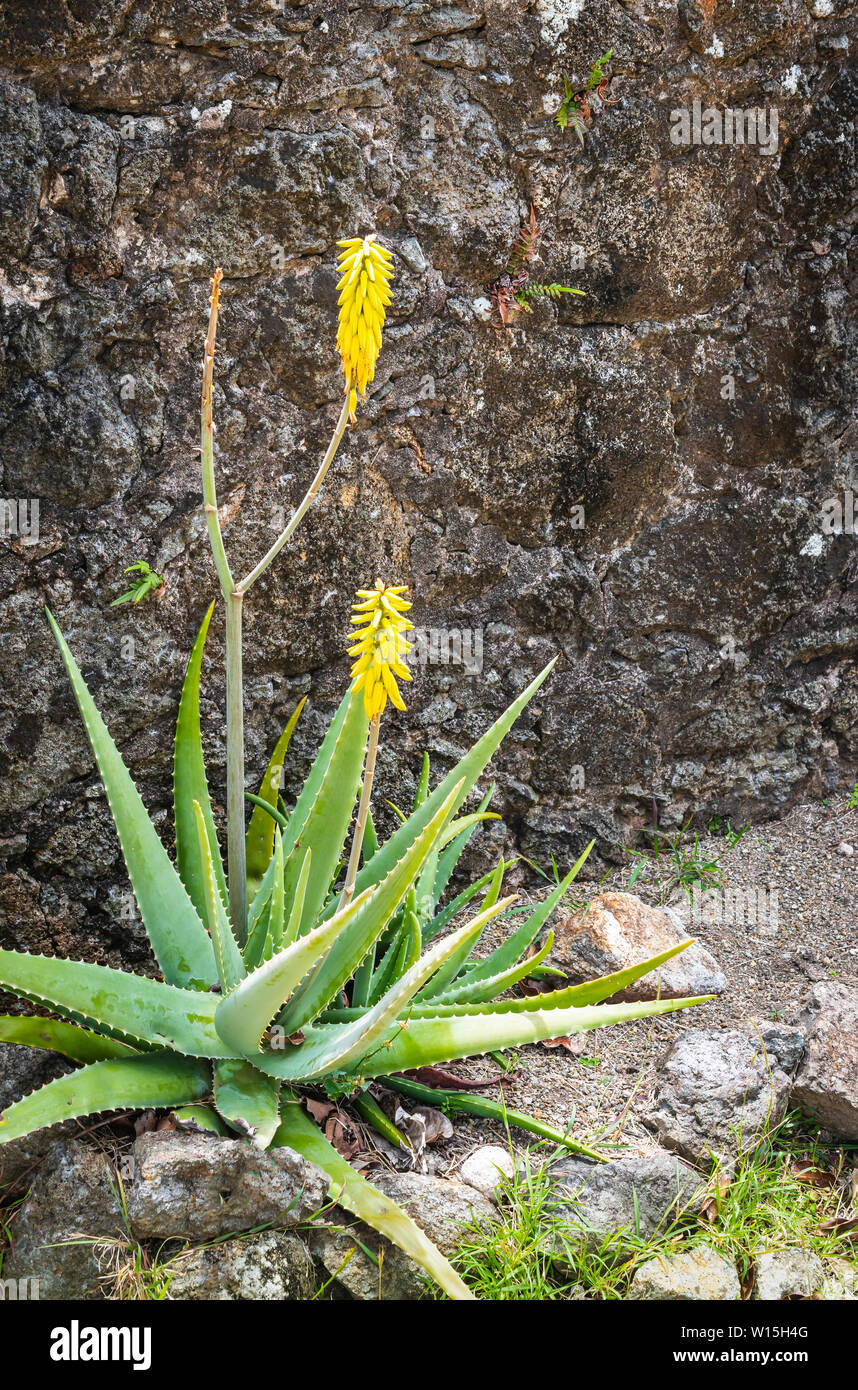 Aloe vera yellow flowers hi-res stock photography and images - Alamy