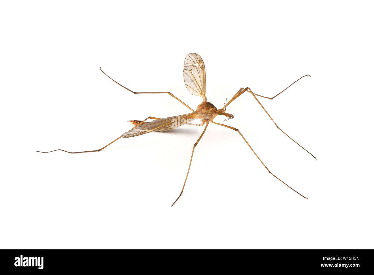 Soft bodied insect predator hi-res stock photography and images - Alamy