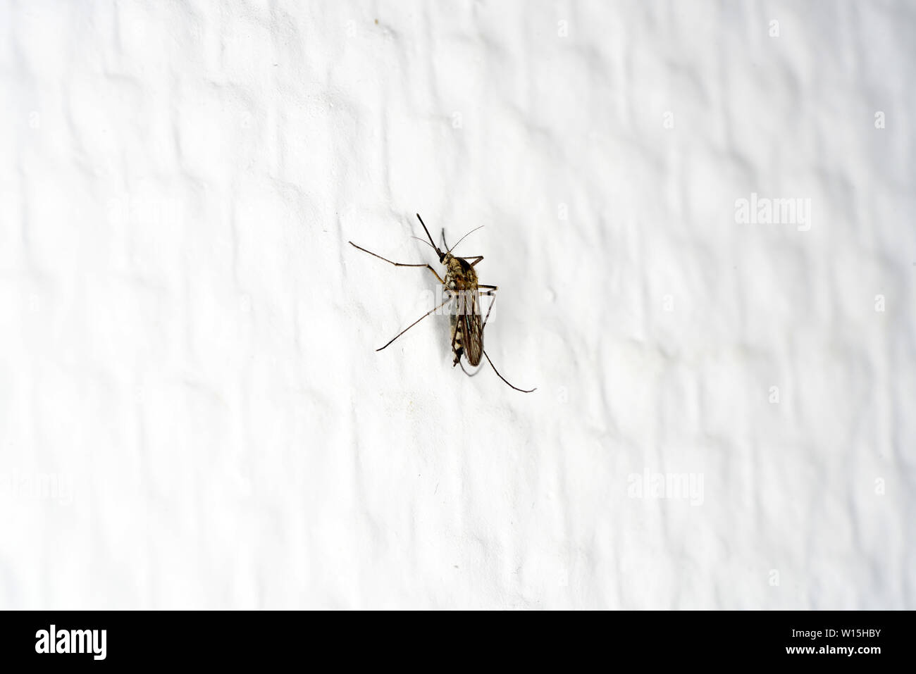 oviposition Mosquitoes from oviposition to death Stock Photo - Alamy