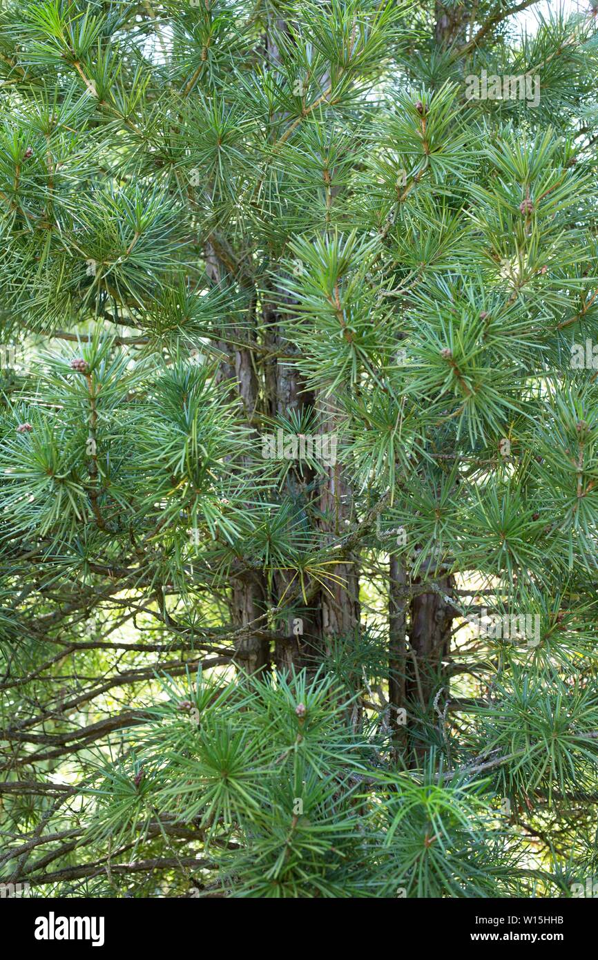 Sciadopitys verticillata 'Wintergreen' / Wintergreen Japanese Umbrella pine tree. Stock Photo
