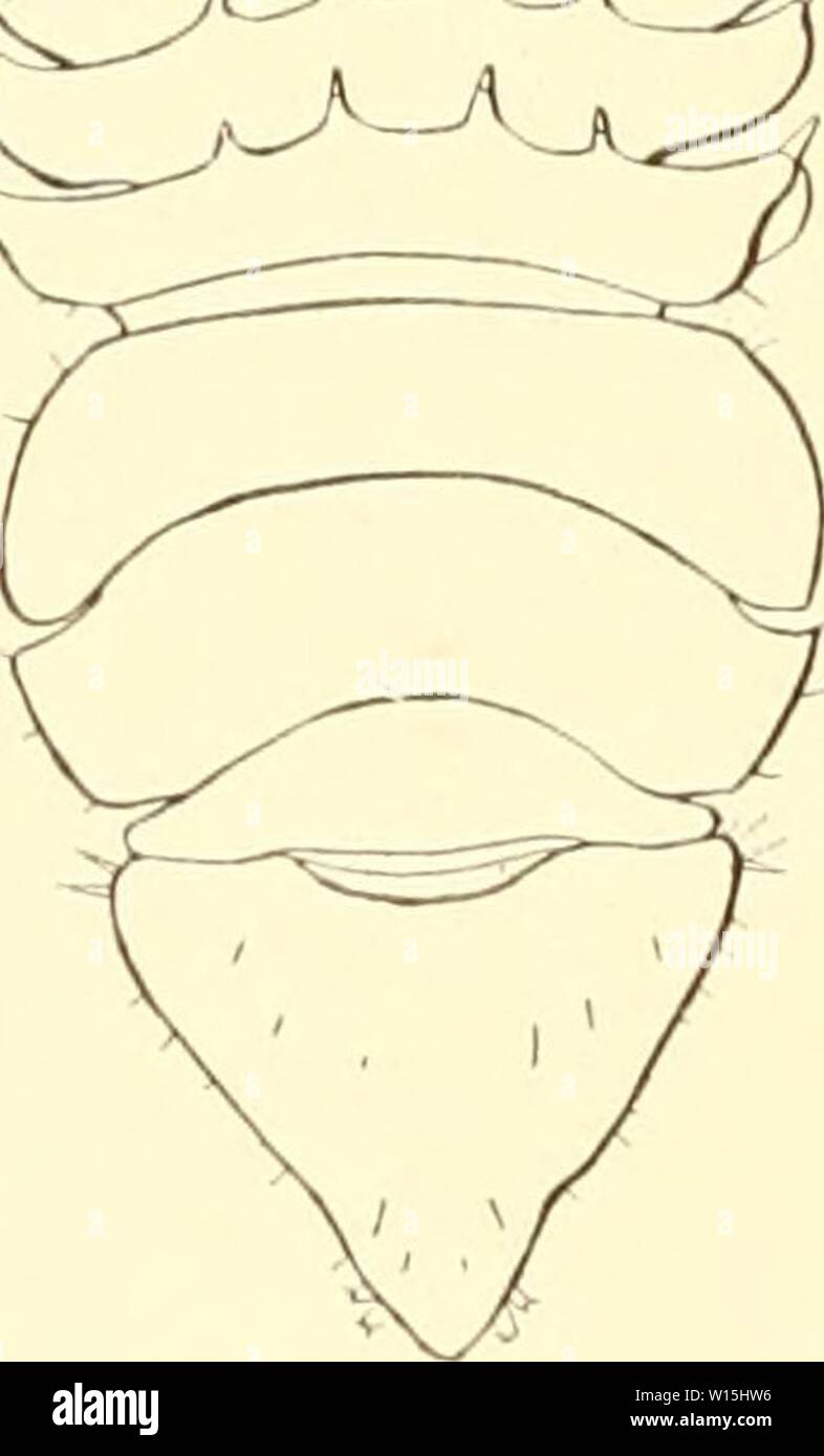 Archive image from page 155 of Die Isopoden der Deutschen Sdpolar-Expedition,. Die Isopoden der Deutschen Sdpolar-Expedition, 1901-1903 . dieisopodenderde00vanh Year: 1914  C,-    Abb. 125. EcMnozone magnijit'a n. sp. « erwachsen (x 10), i jung ( x .'5()). Stock Photo