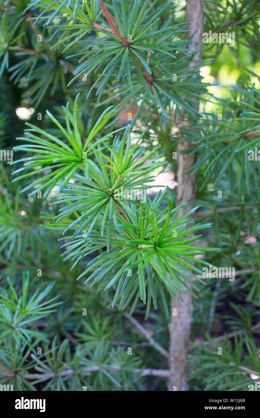 Sciadopitys verticillata 'Sternschnuppe' / Umbrella Pine tree, close up. Stock Photo
