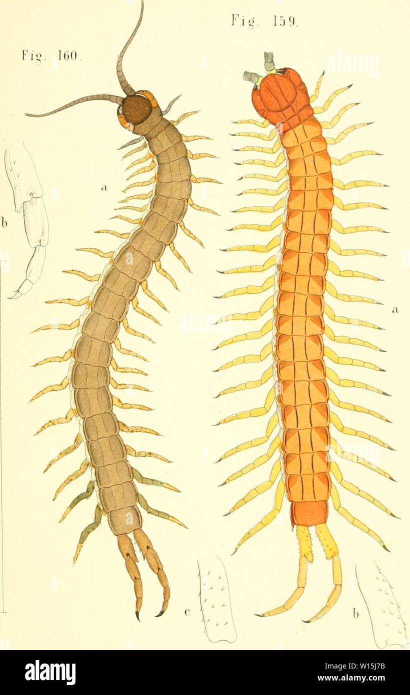 Archive image from page 156 of Die Myriapoden  getreu nach. Die Myriapoden : getreu nach der Natur abgebildet und beschrieben . diemyriapodenget12koch Year: 1863  Tah. LXWl. Flg. 159.    — 160. OÜSCUHA LitTi.. Aaat,V. l.Scenclc ib Halle,/S. Stock Photo