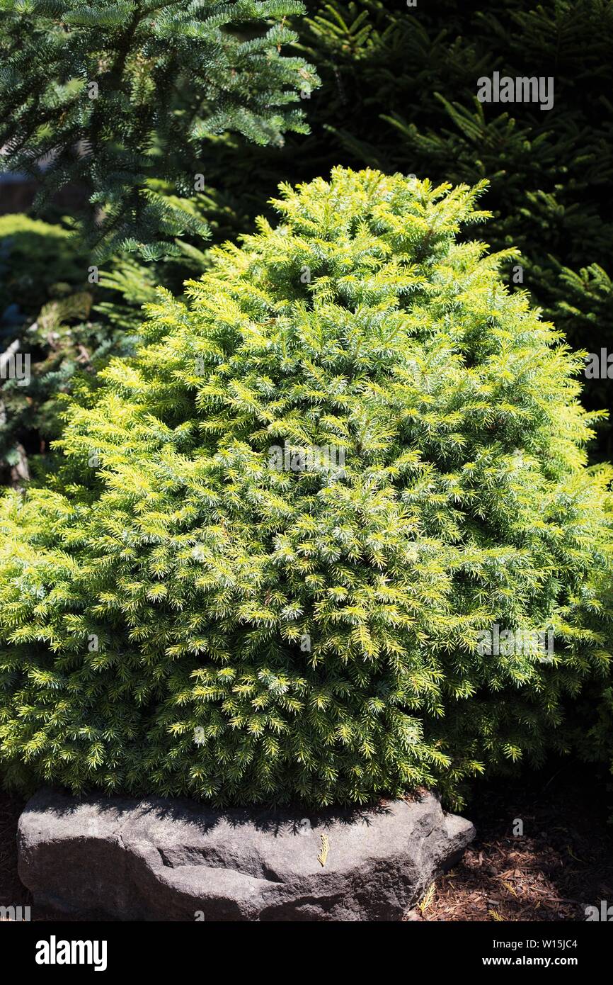 Picea orientalis 'Tom Thumb Gold' dwarf spruce tree. Stock Photo