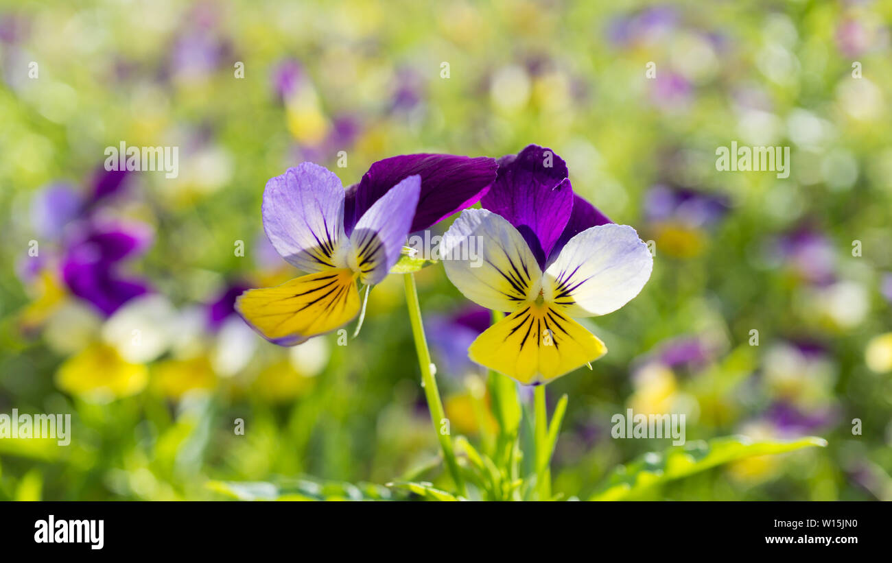 Purple, yellow, field of violets outdoor garden Stock Photo