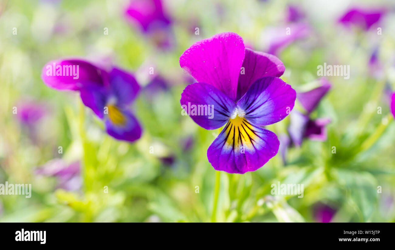 Purple, yellow, field of violets outdoor garden Stock Photo