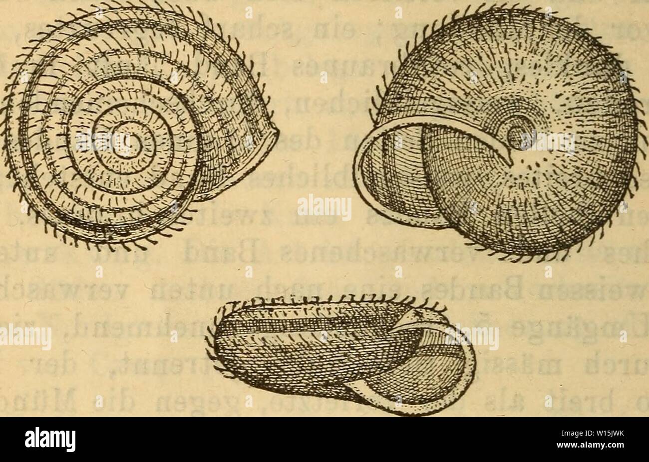 Archive image from page 159 of Die Mollusken-Fauna Mitteleuropa's (1884). Die Mollusken-Fauna Mitteleuropa's . diemolluskenfaun22cles Year: 1884  152 schliesst; Gewinde fast ganz flach; Umgänge ö1, langsam zunehmend, durch massig tiefe Naht getrennt, der letzte gut doppelt so breit als der vorletzte, kurz vor der Mündung etwas herabsteigend; Mündung schief, breit-mondförmig, wenig breiter als hoch; Mundsaum scharf, erweitert, einge- stülpt; Spindelrand ziemlich verlängert. Fig. 65.    Durchm. 22 mm., Höhe 9,4 mm. Wohnort: feuchte Orte. Verbreitung: In Nordungarn, im Tatragebirge (Tre- ncsin co Stock Photo