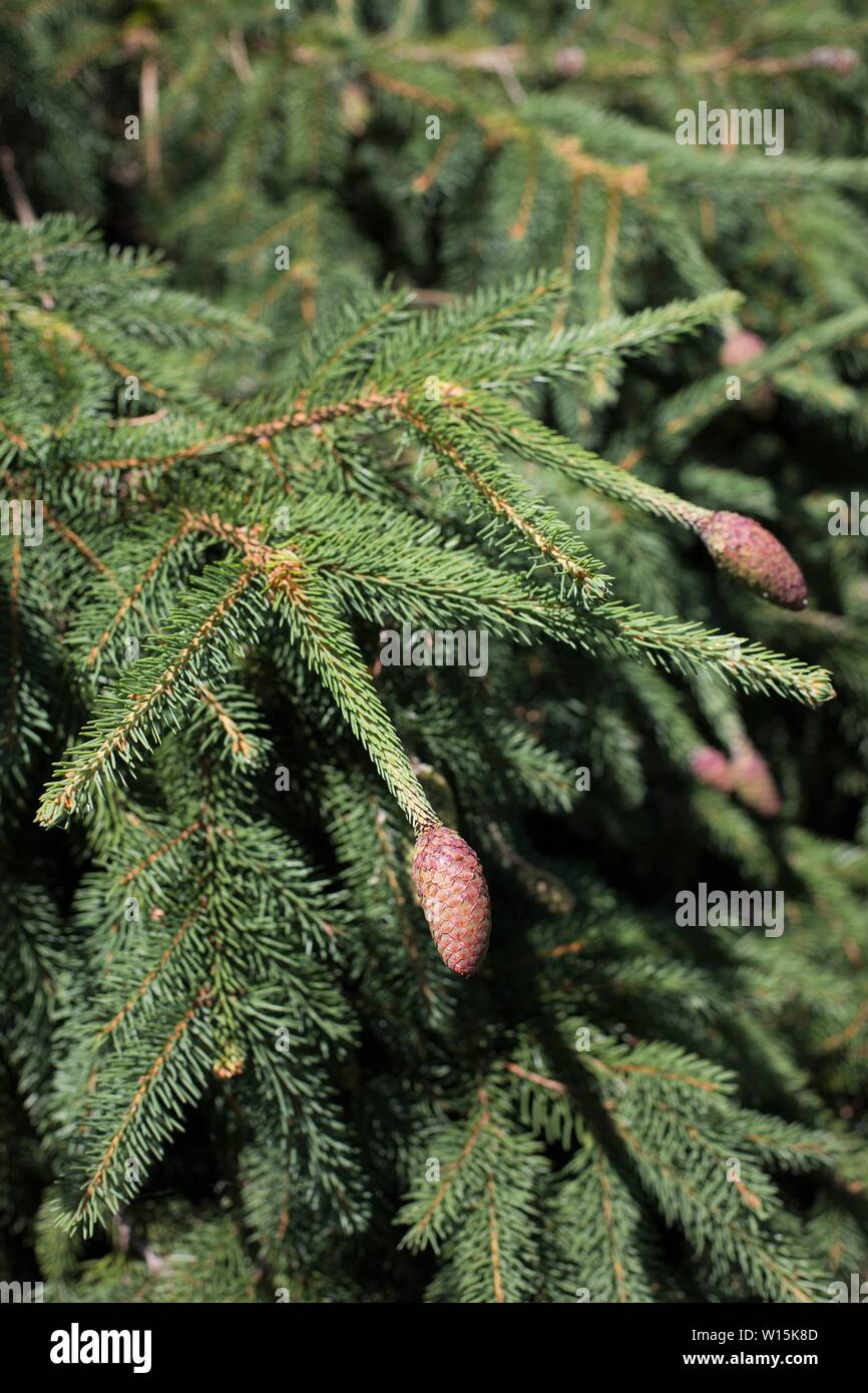 Picea abies 'Acrocona' close up. Stock Photo