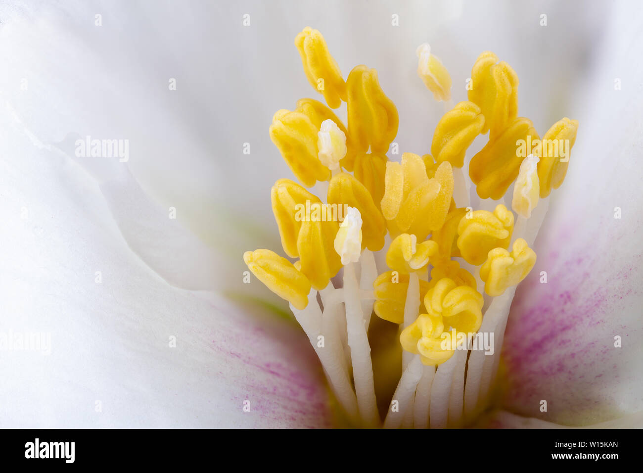 White Philadelphus flower stamens extreme close up with pollen Stock Photo