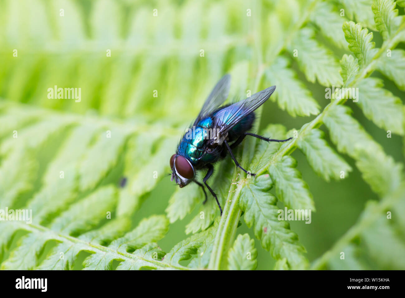 Calliphora wings hi-res stock photography and images - Alamy