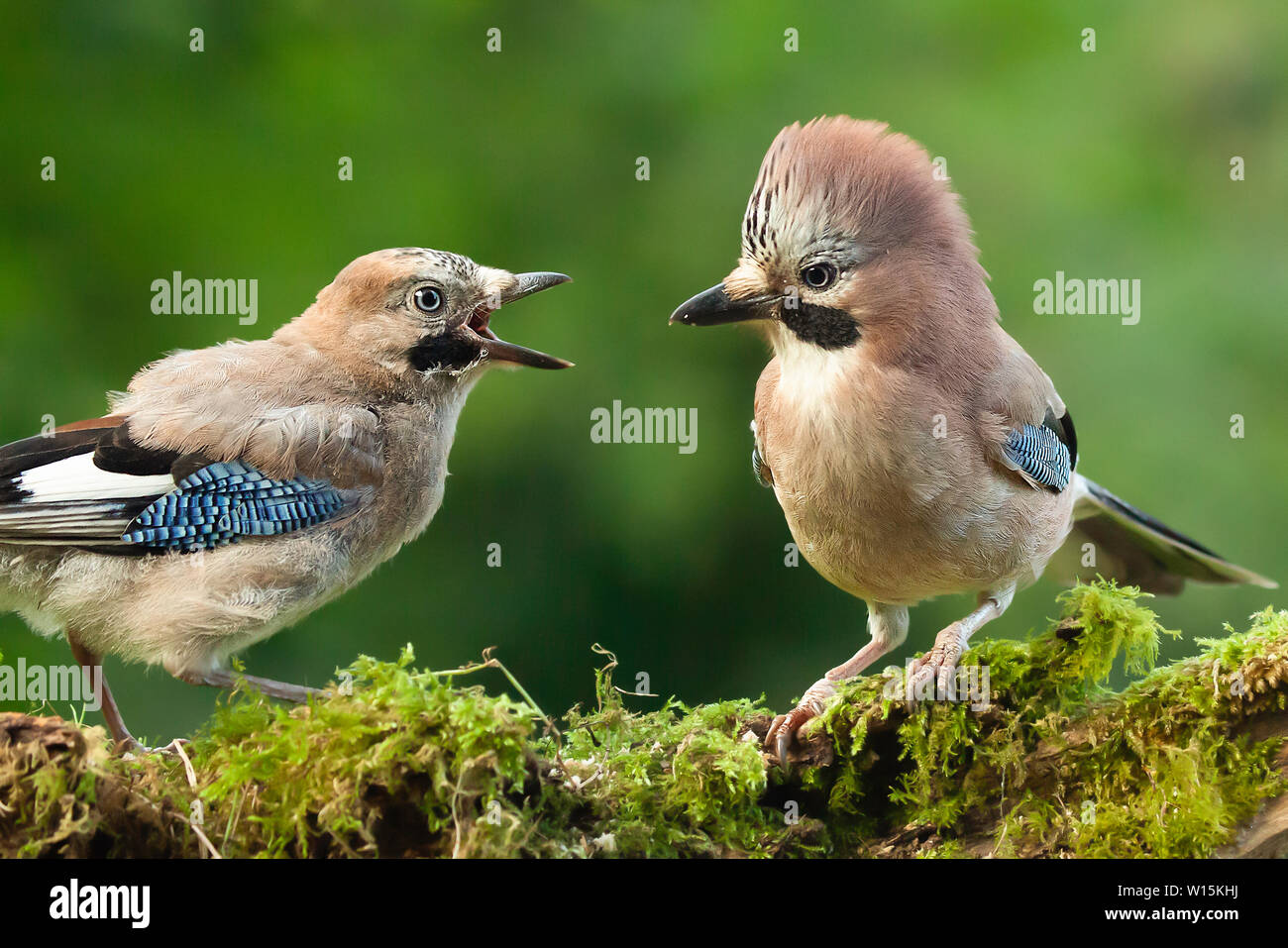 Jay bird parent with young chick wanting food, close up on a moss covered log in a woodland scene. Stock Photo