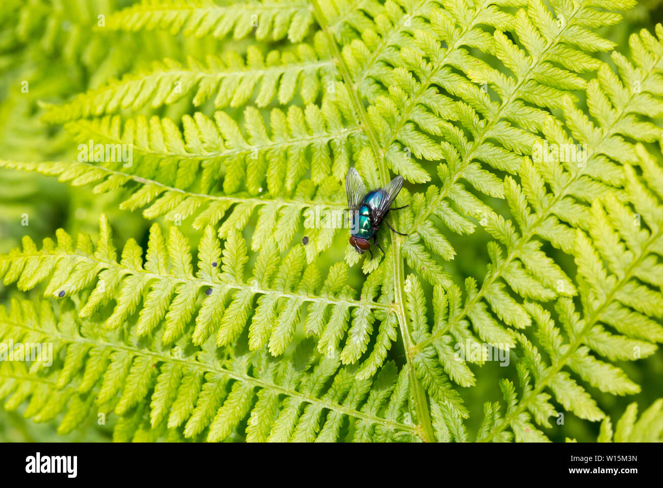 Calliphora Wings High Resolution Stock Photography and Images - Alamy