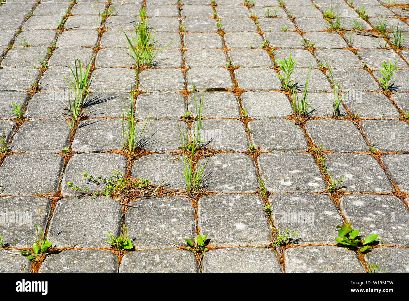 Weeds growing between brick paving stones in untreated cobbled area