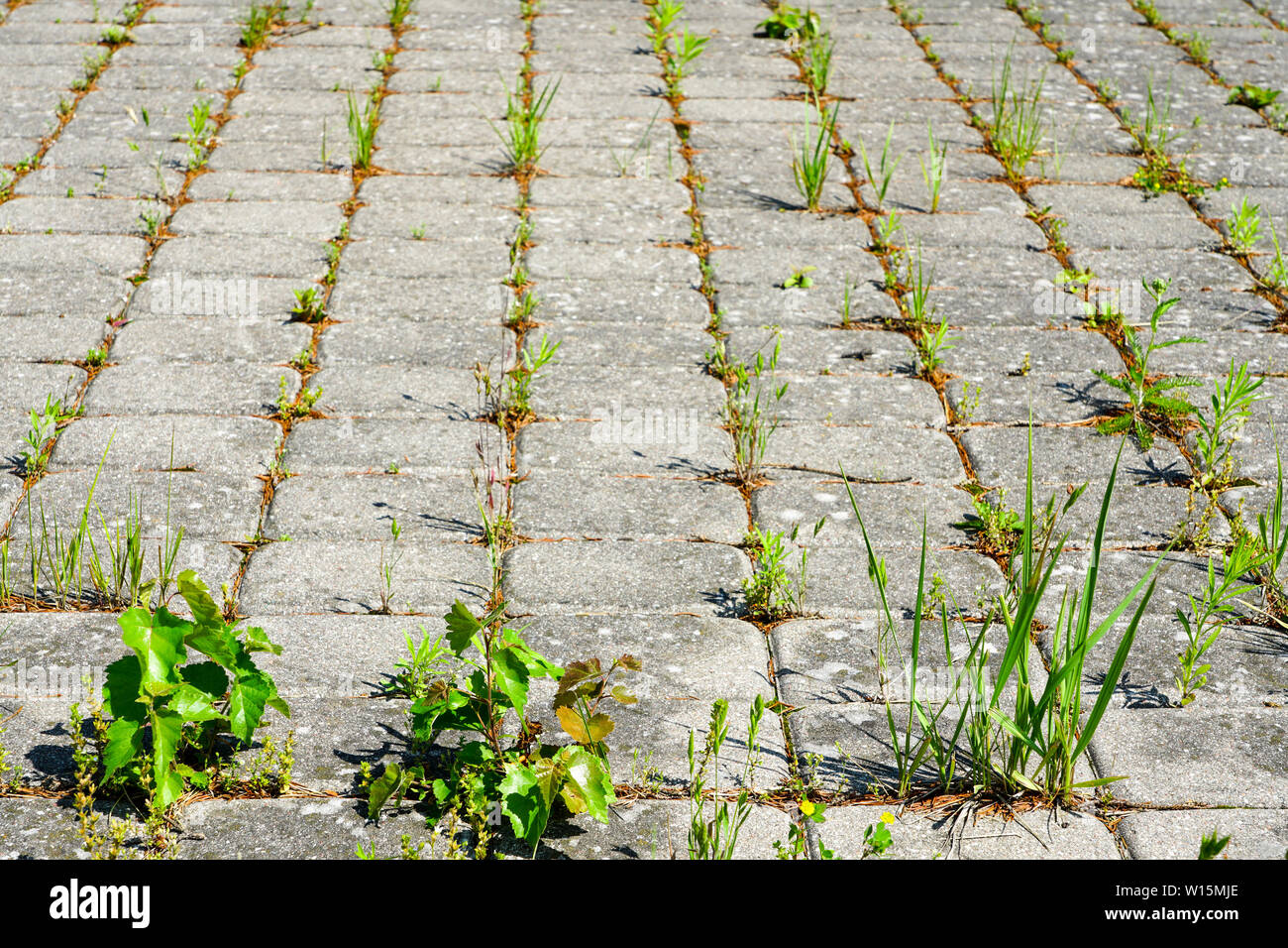 Weeds growing between brick paving stones in untreated cobbled area