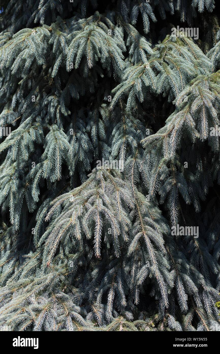 Picea engelmannii 'Bush's Lace' Engelmann spruce tree, close up. Stock Photo