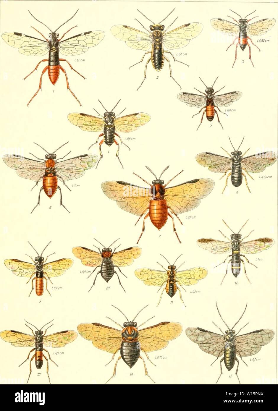 Archive image from page 174 of Die insekten Mitteleuropas insbesondere Deutschlands. Die insekten Mitteleuropas insbesondere Deutschlands . dieinsektenmitte03schr Year: 1914-[26]  Schroedet, Insektenwelt Mitteleuropas, Band III AbtIg. Enslin Tafel II.    1. Tenthredopsis litterata var. varia Gmel. $ 2. Rhogogaster picta Kl. ö 3. Rhogogaster aucupariae KI. 9 . 4. Macrophya punctum-album L. ? . 5. Dole- rus pratensis L. cf . 6. Dolerus pratensis L. ? 7. Athalia colibri Christ. $ . 8. Seiandria morio F. ? . 9. Strongylogaster cingulata F.d'. 10. Eriocampa ovata L. ? . 11. Harpiphorus lepidus Kl. Stock Photo