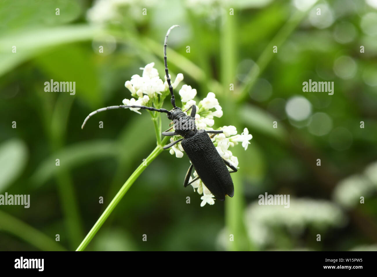 Pollinating beetle isolated hi-res stock photography and images - Alamy