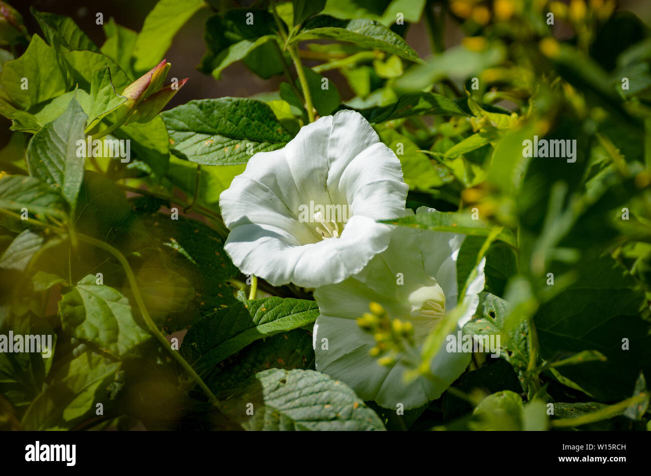 The white flower. Stock Photo