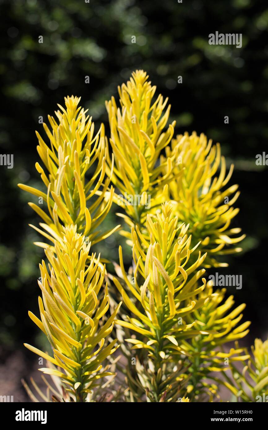 Cephalotaxus harringtonia 'Korean Gold' Plum Yew tree. Stock Photo