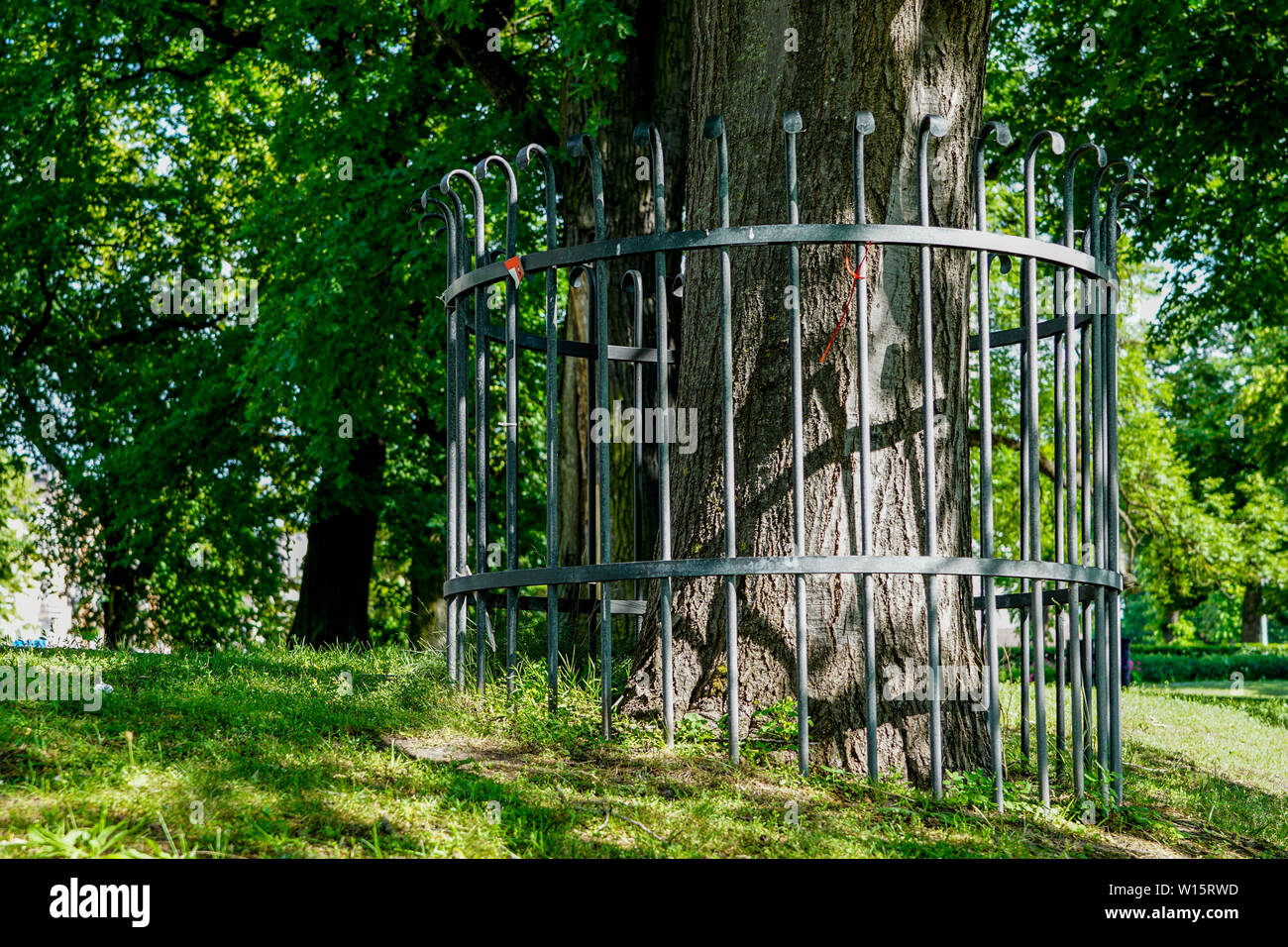 A Metal Fence Around The Tree To Prevent Beaver Damage Stock Photo Alamy